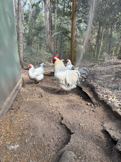 Coronation Sussex Chicks