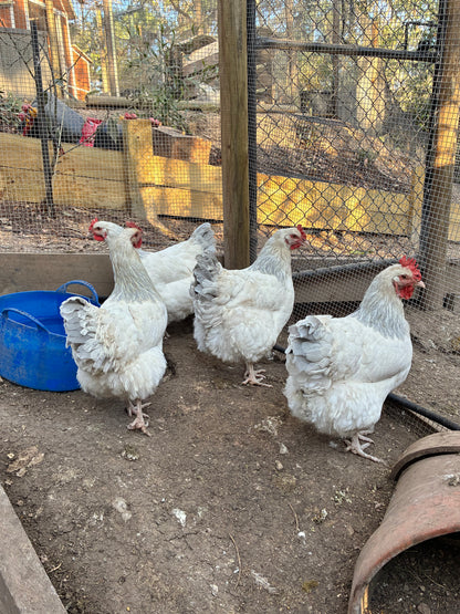 Coronation Sussex Chicks