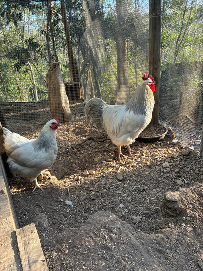 Coronation Sussex Chicks