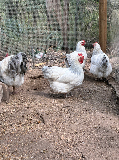 Coronation Sussex Fertile Eggs - Half Dozen (6)