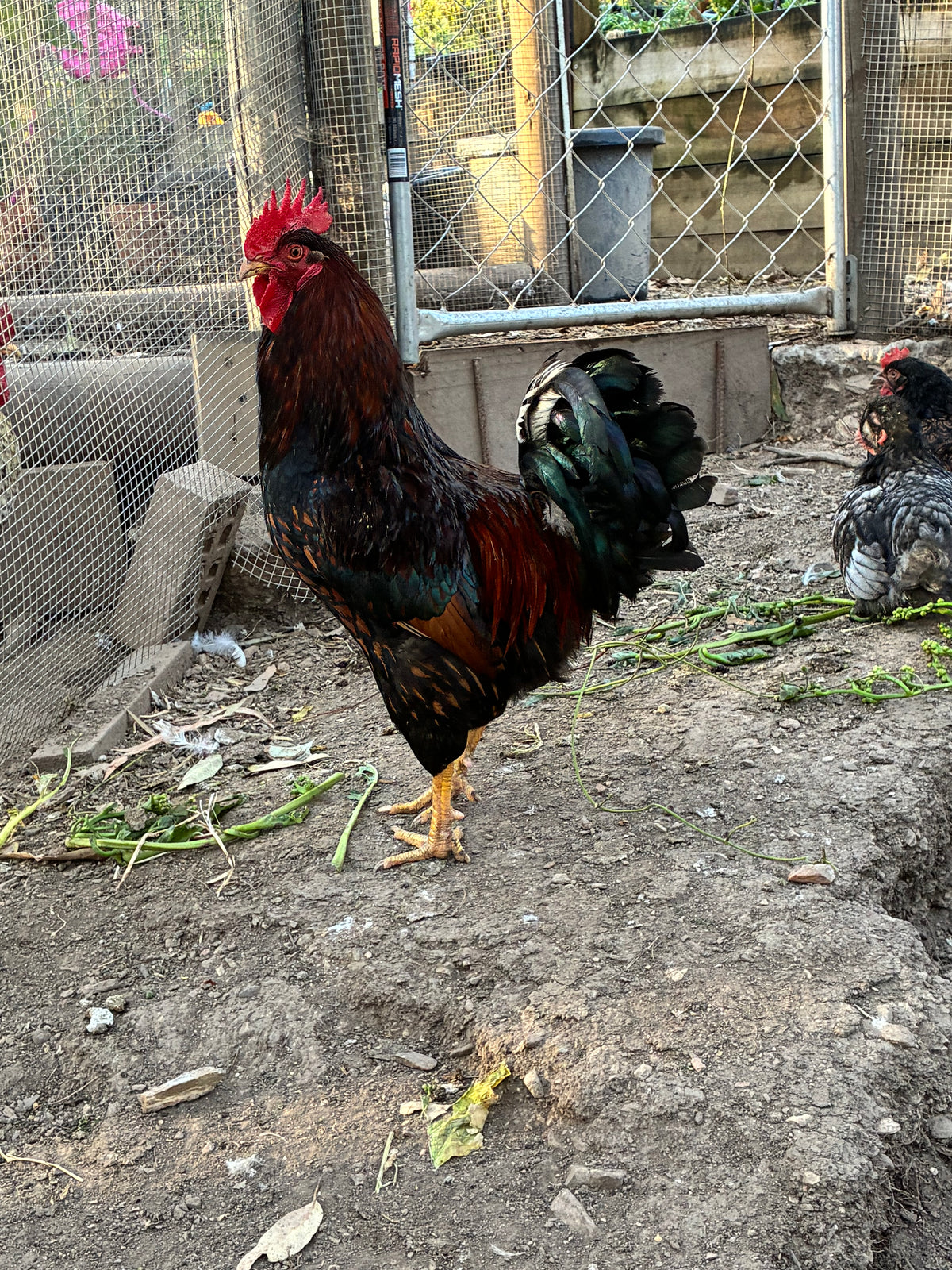 Barnevelder Chicks