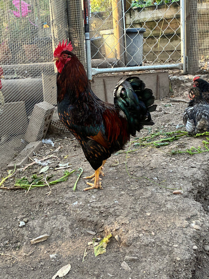 Barnevelder Chicks