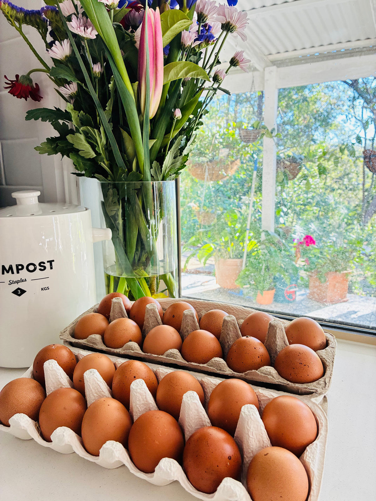 Barnevelder eggs from Chuckles Chickens; shell shades vary