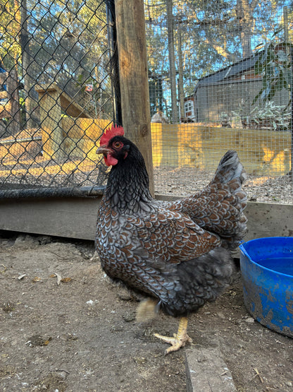 Barnevelder hen from our breeding flock