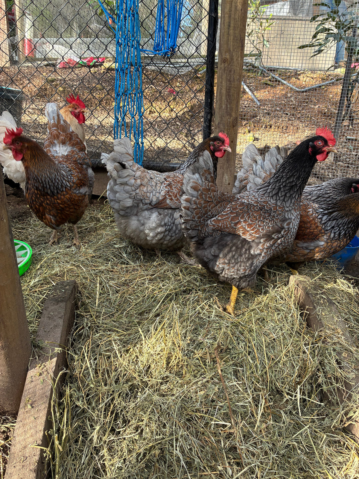 Barnevelder hens in our shared breeding pen
