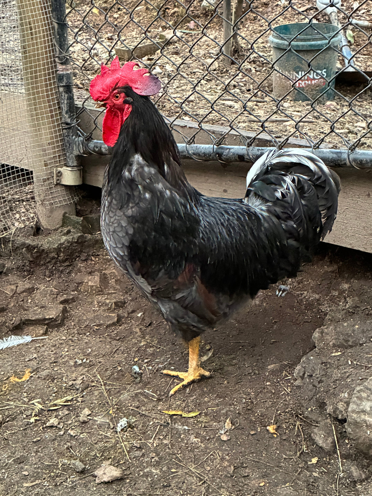 Barnevelder rooster from our shared breeding pen
