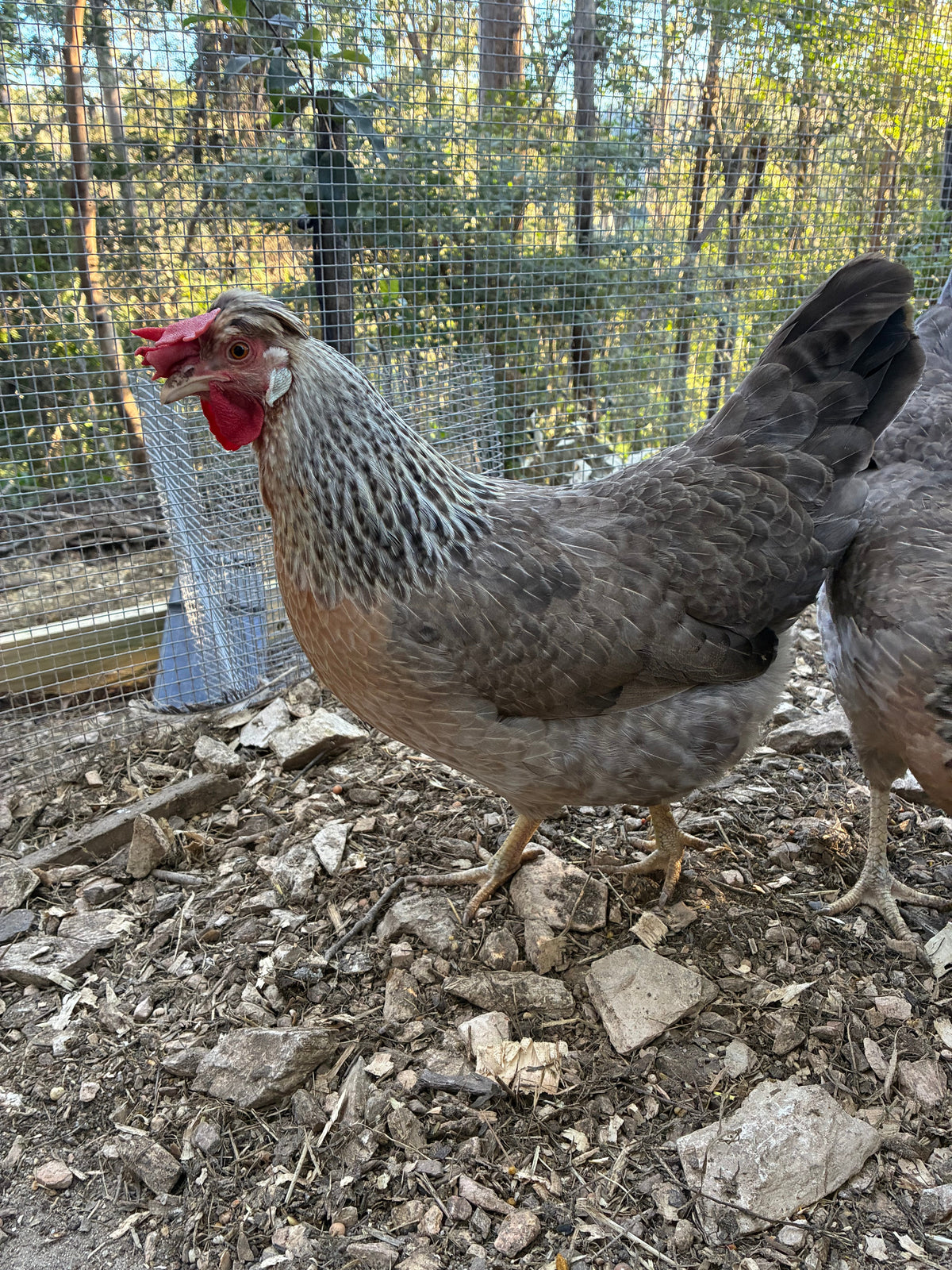Cream Legbar hen from our breeding flock