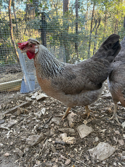 Cream Legbar hen from our breeding flock