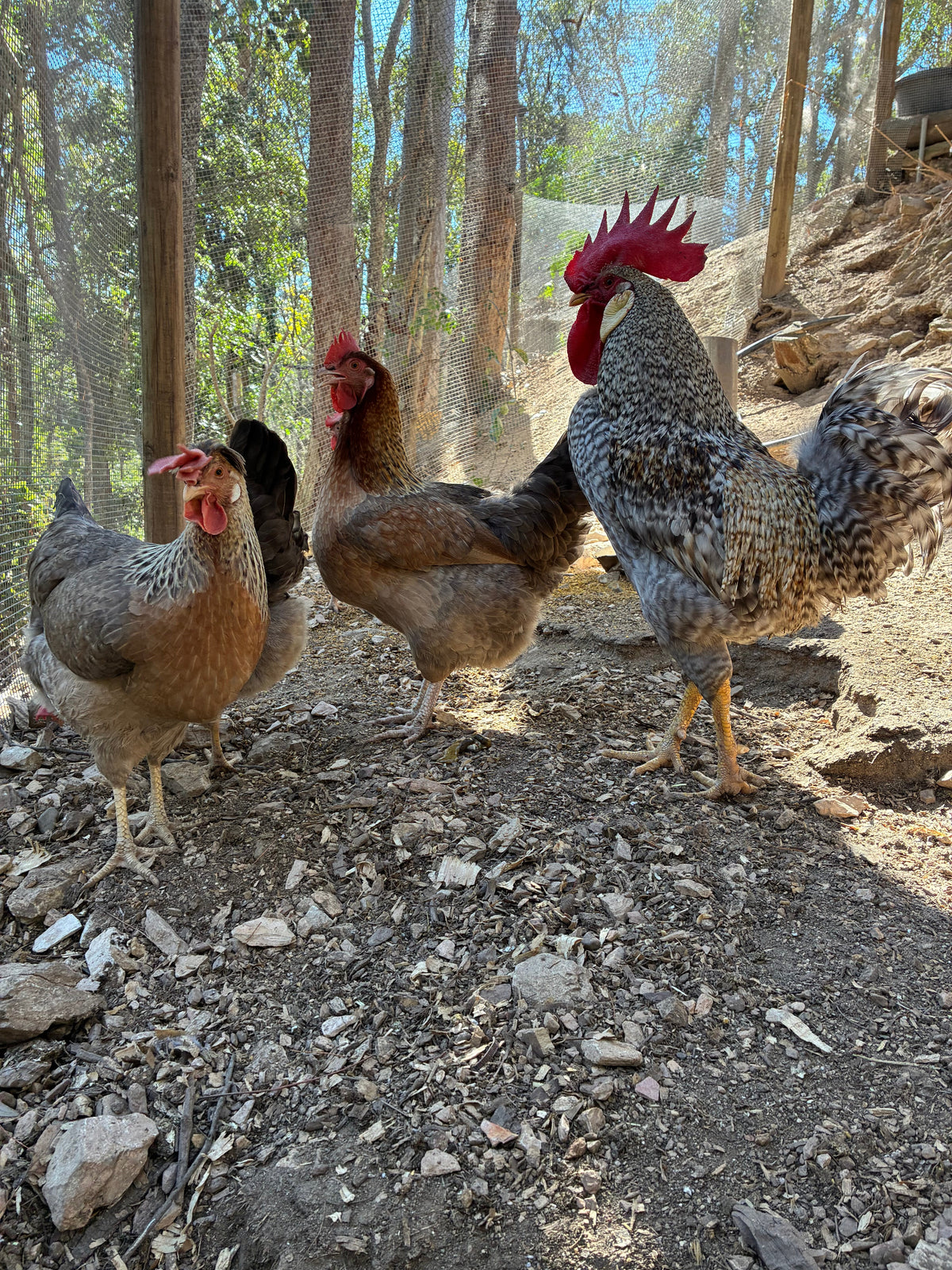 Cream Legbar breeding flock showing hens with the rooster