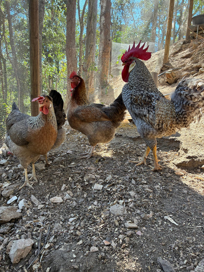 Cream Legbar breeding flock showing hens with the rooster