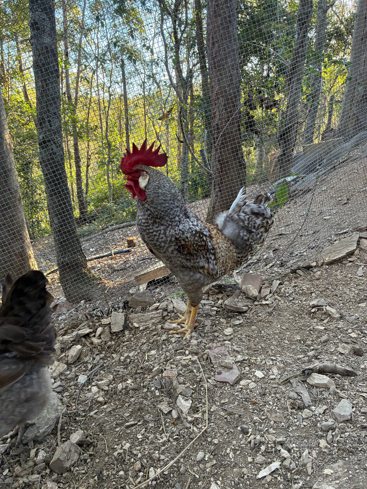 Cream Legbar rooster with hens from our breeding pen