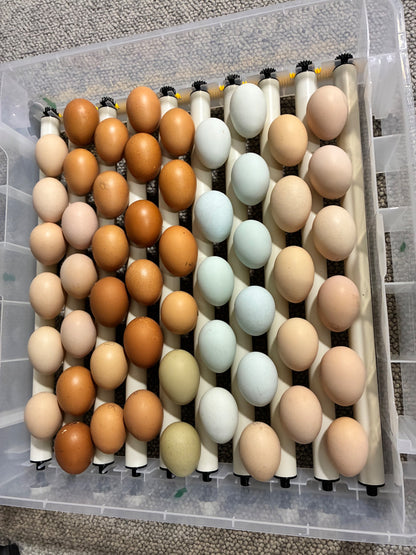 Chuckles Chickens flock eggs; example only, Lucky Dip shell colours and breed ratios vary