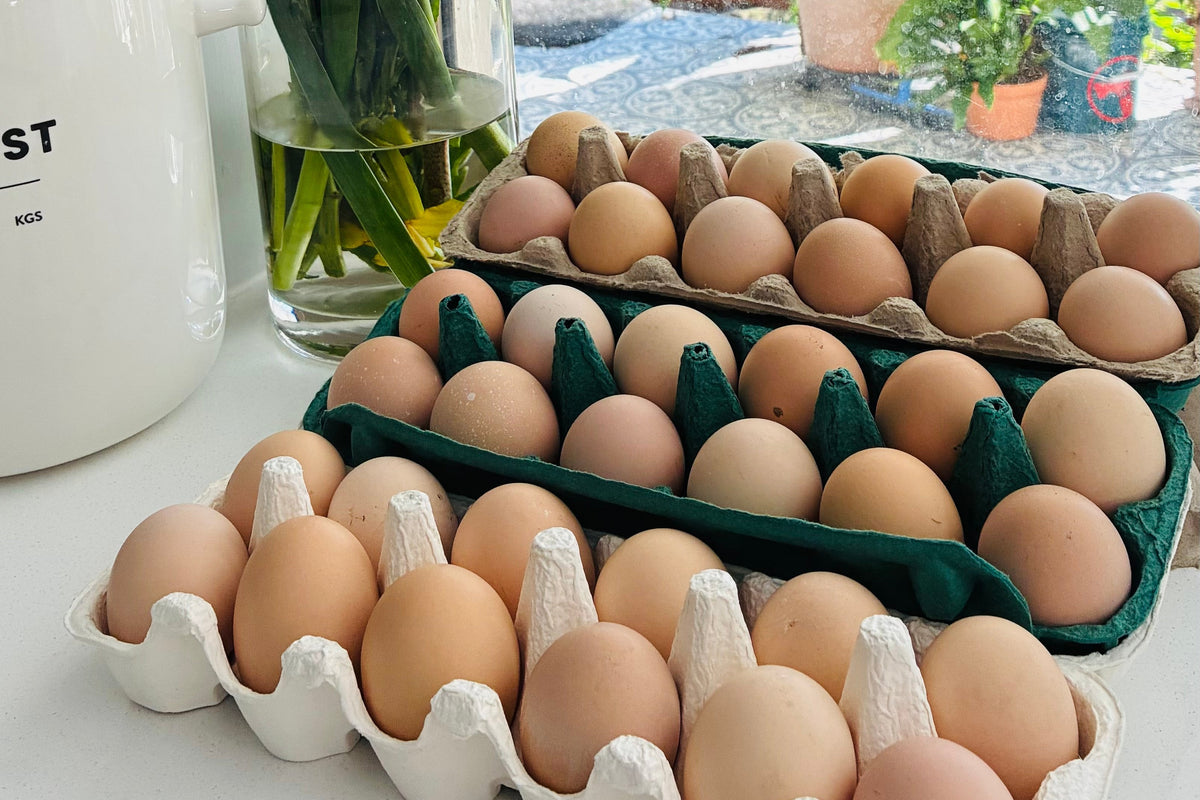Light Sussex eggs from Chuckles Chickens; example shell colours