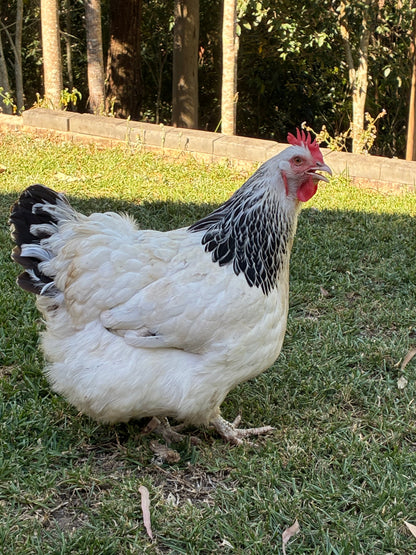 Light Sussex hen from our breeding flock