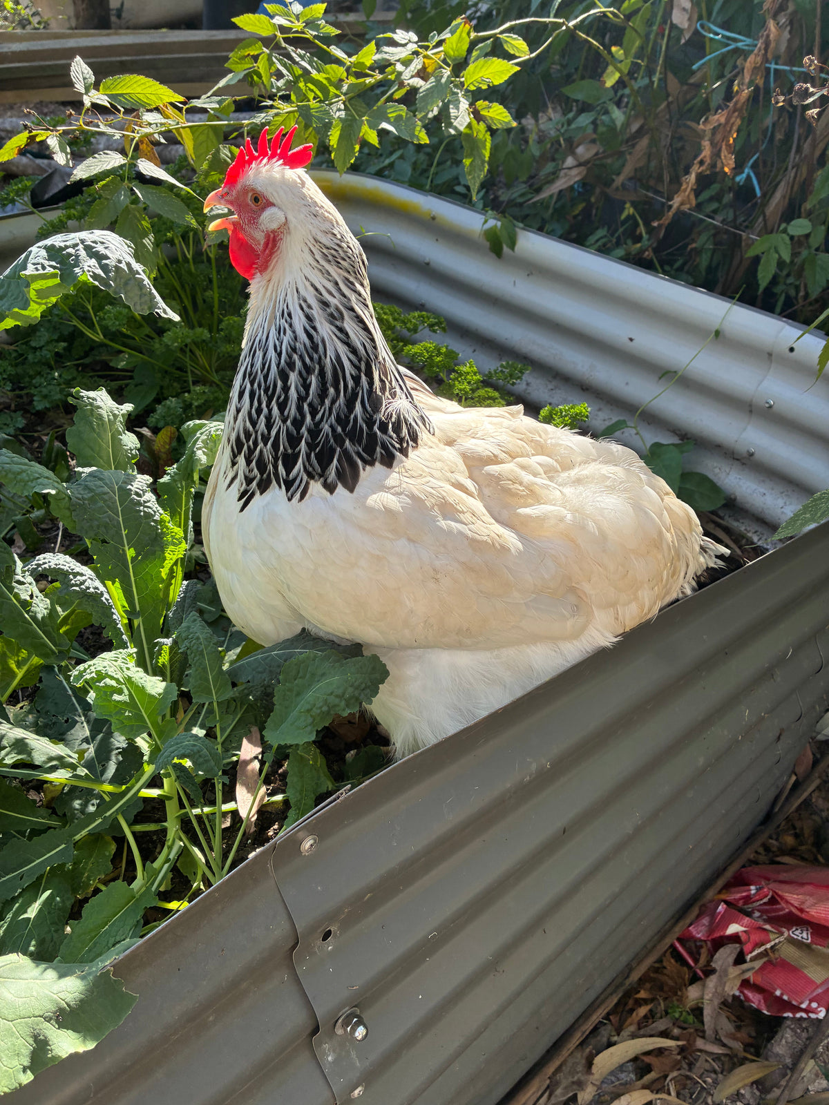 Light Sussex hen in the garden
