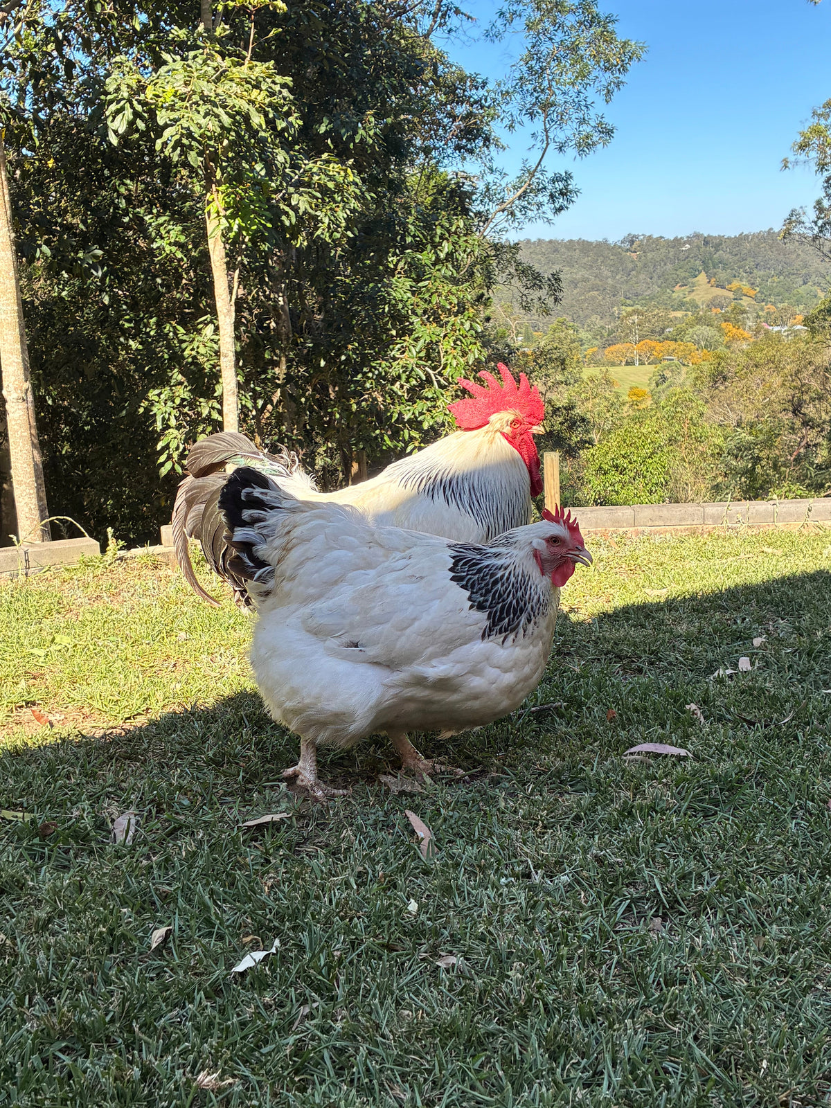 Light Sussex rooster from our breeding flock