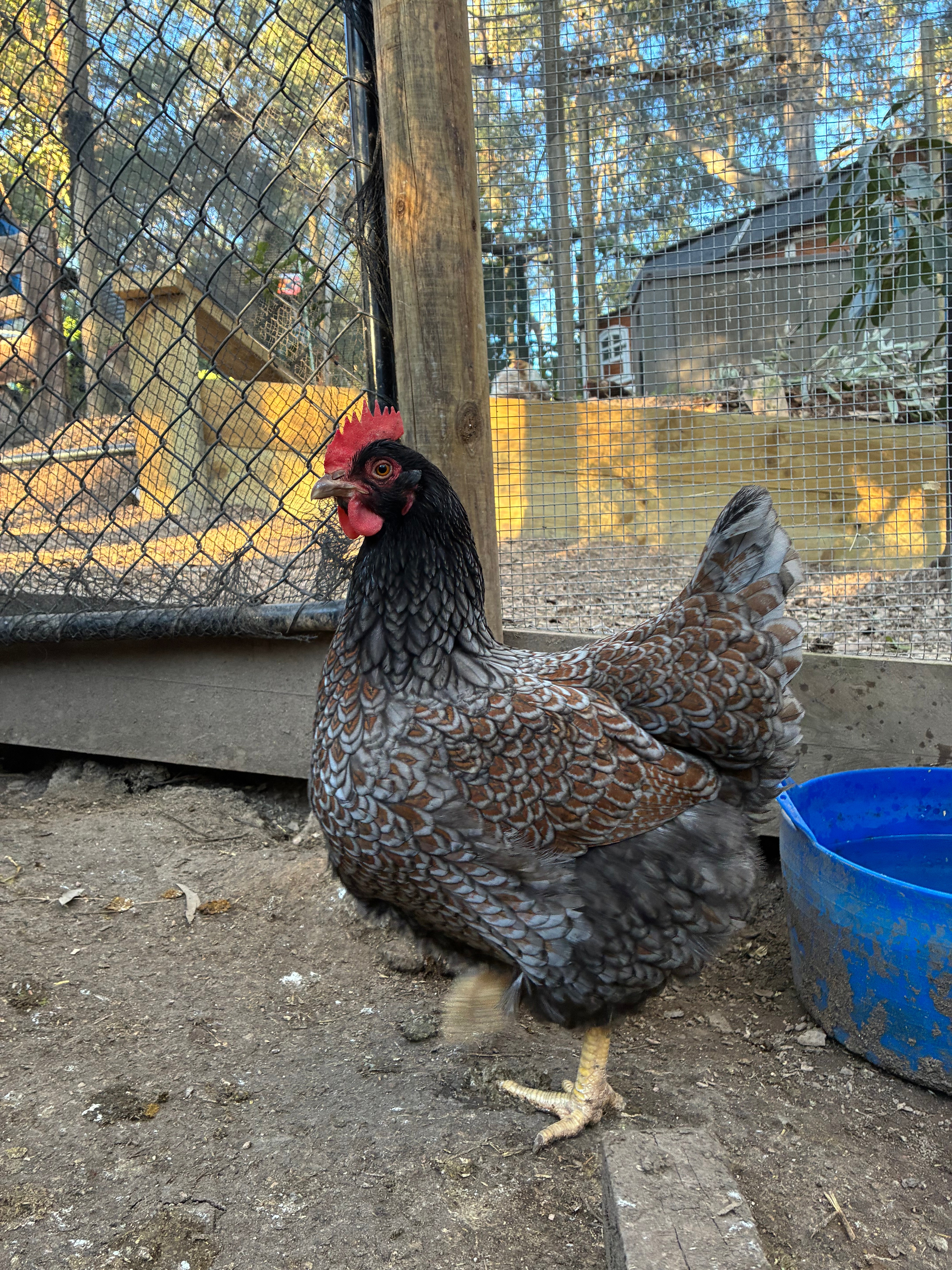 Barnevelder